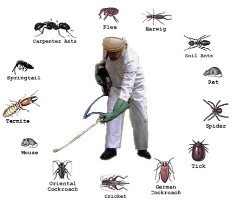 Best Pest Control Services Company Boisar Palghar Mumbai